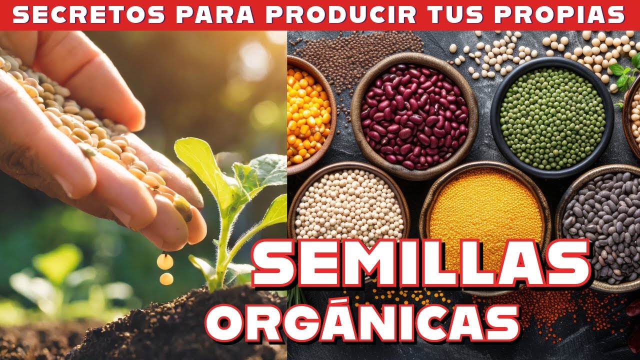 Como producir semillas orgánicas para tu huerta. Super fácil