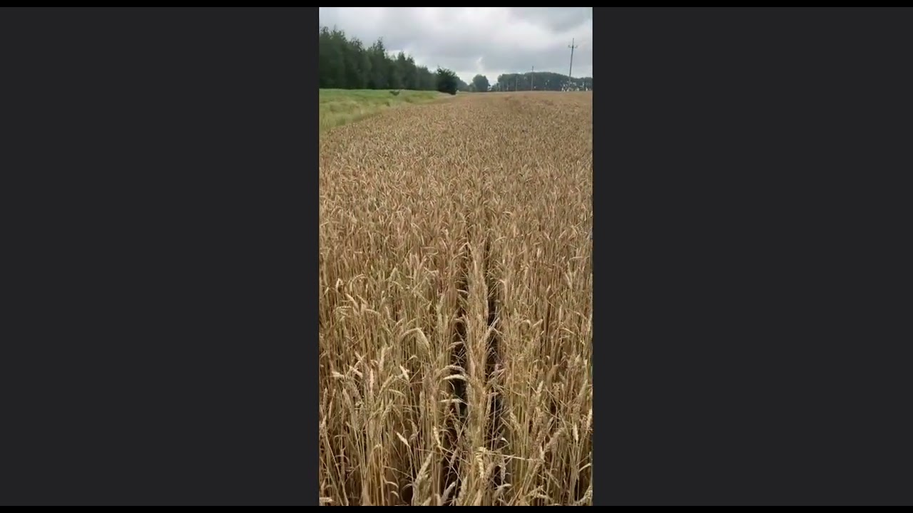 Удобрение на основе куриного помета и урожай пшеницы