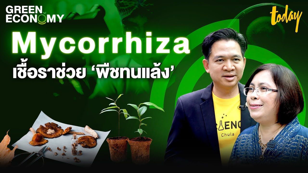 Mycorrhiza เชื้อราช่วยให้ ‘พืชทนแล้ง’ | GREEN ECONOMY