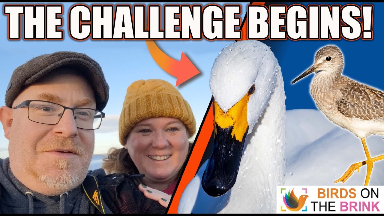Вызов начинается! Благотворительный год, редкие птицы и погоня в последнюю минуту!