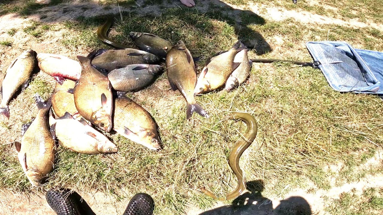 Лящі як коні та  вугрі. р Сена.