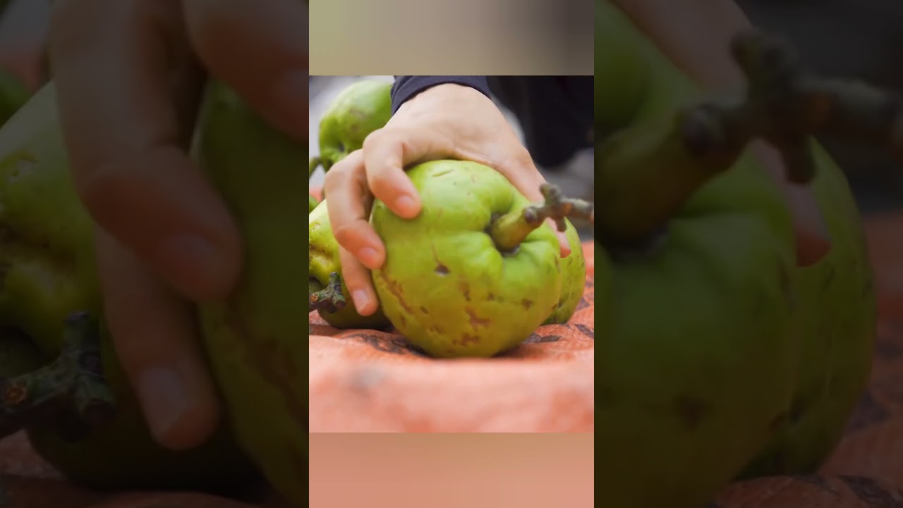 Harvest Green Apple Goes to the Market Sell | Khuong bushcraft #harvest #bushcraft #apple