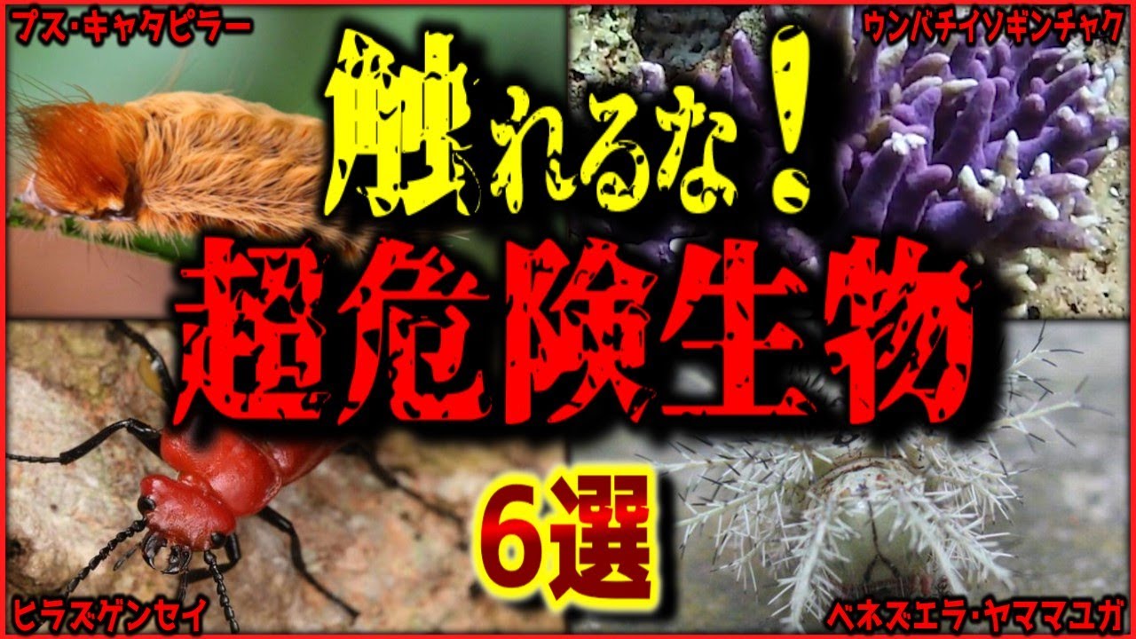 【閲覧注意】絶対に触れるな！日本にもいる超危険なヤバい生物 6選【ゆっくり解説/作業用BGM】