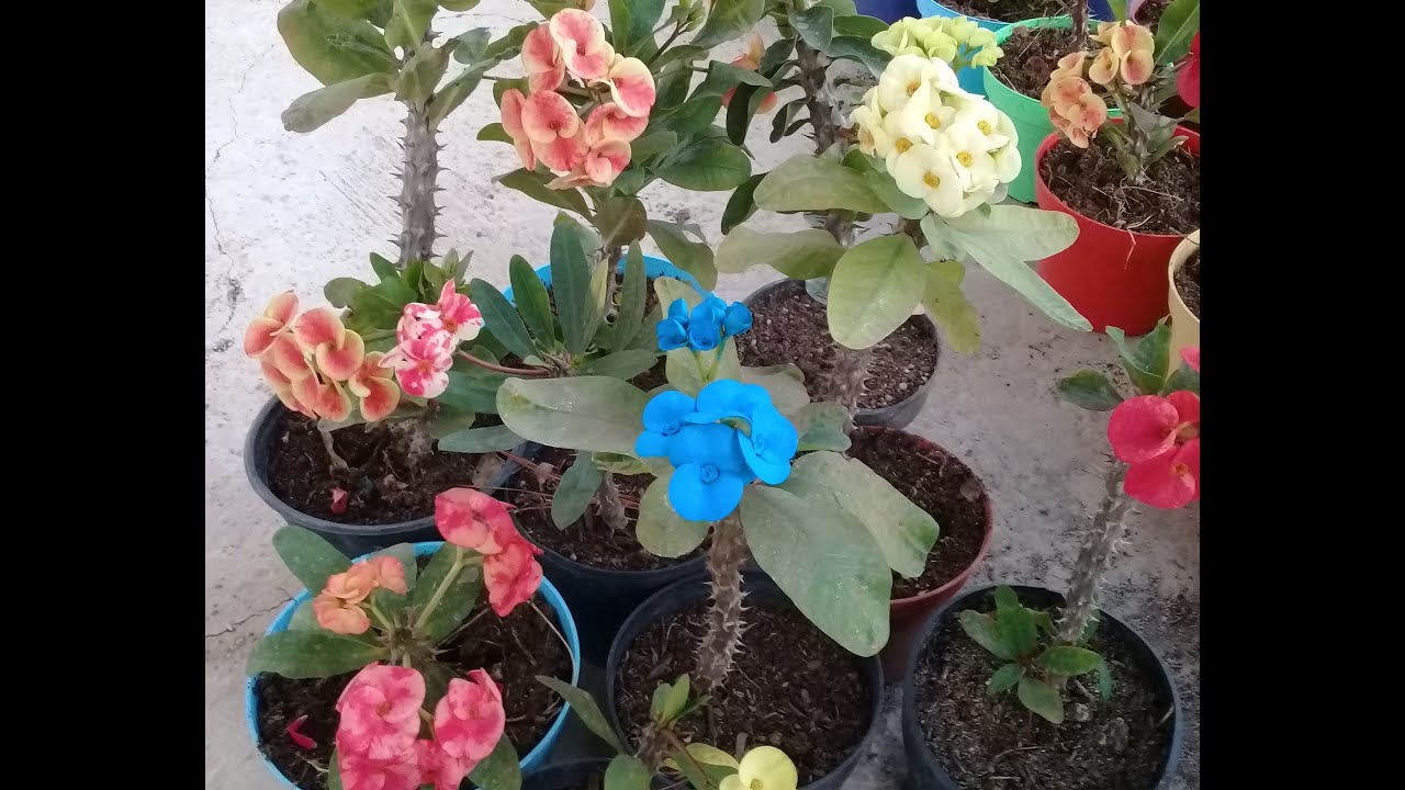 La semilla de la corona de Cristo te puede dar una flor Azul.