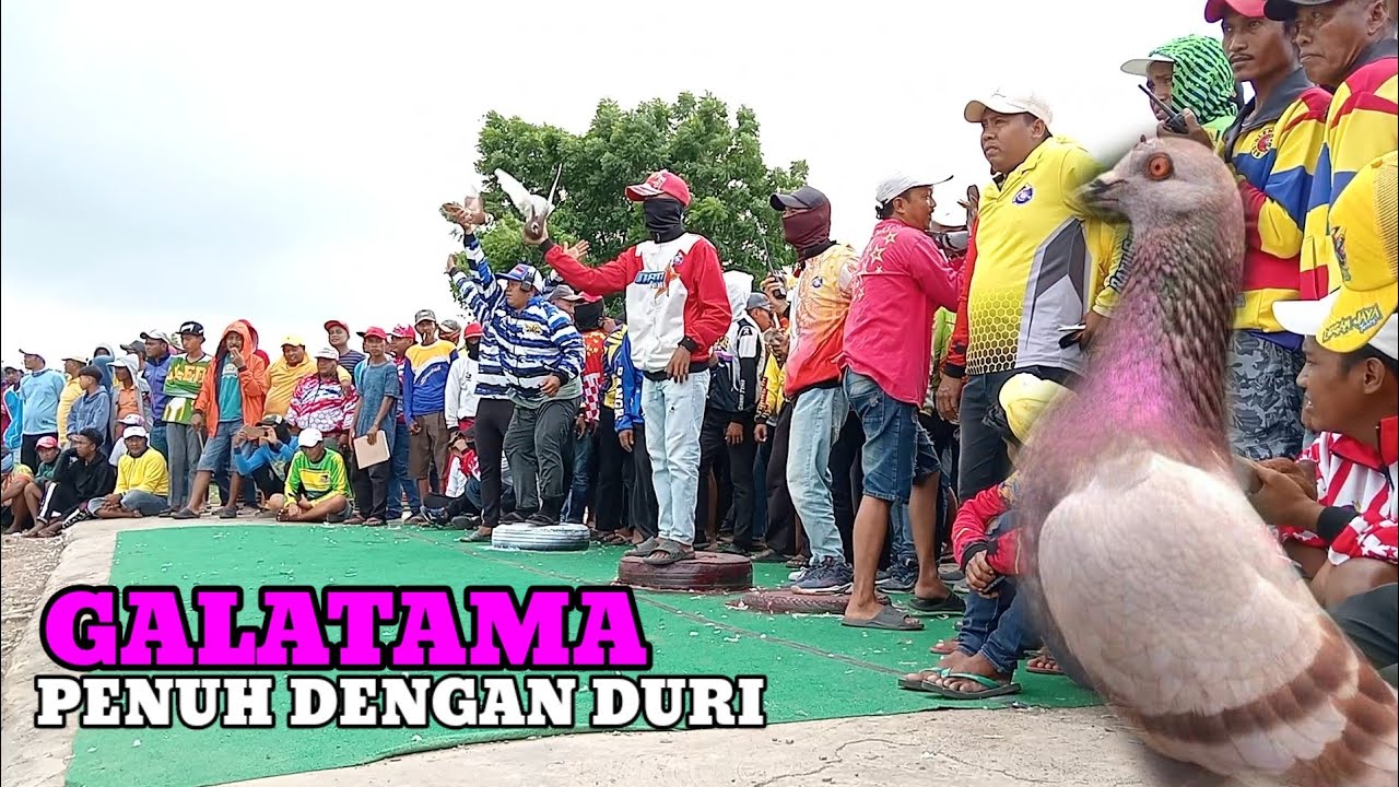 merpati balap Galatama Suramadu cup total 100 juta 24 Jan 2025
