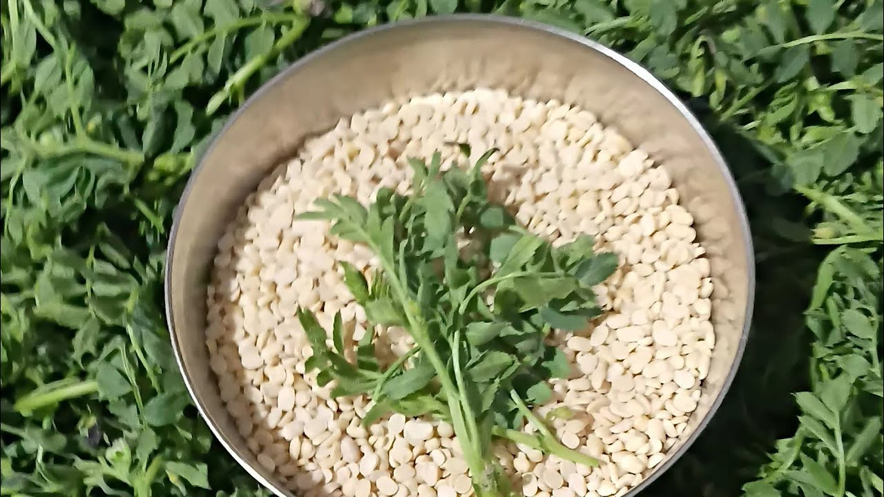 चना  की  साग की रेसिपी