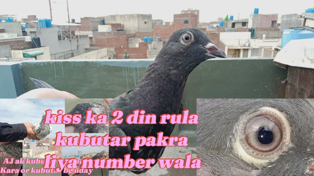 Kiss ka 2 din rula kubutar pakra 🤟 or ak kubutar ka shoke kara 