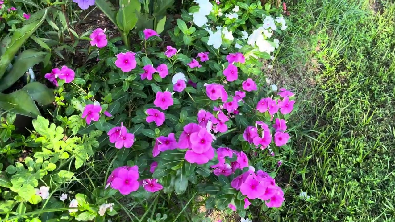limpiando el jardín