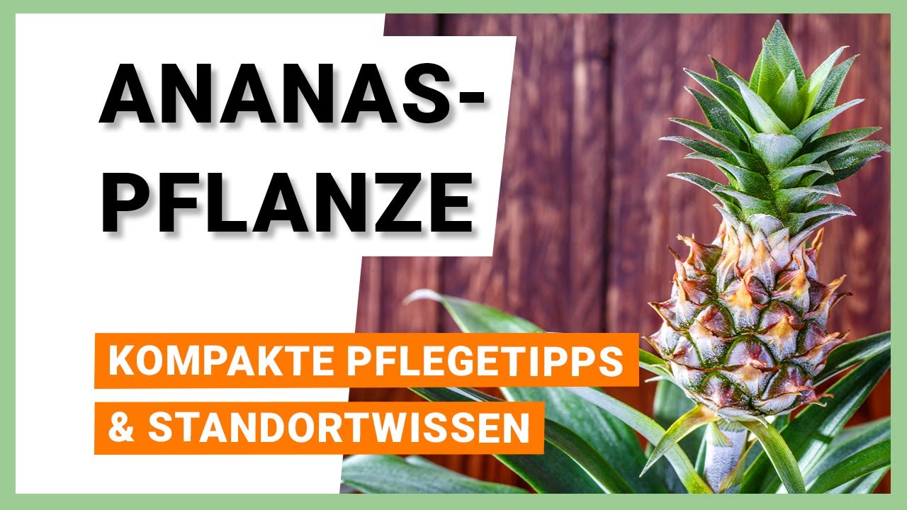 Ananaspflanze: Pflegetipps und Standortwissen kompakt