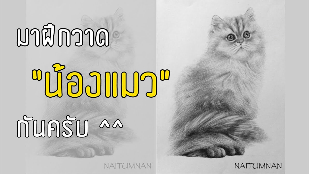 เทคนิคการวาด แมว..แมววาดยังไงไปดูกันครับ