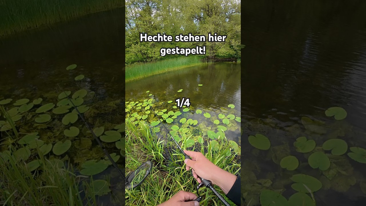Wie viele Hechte stehen hier 😳 #angeln #raubfisch #hecht #hechtangeln #angeltipps #angelvideo