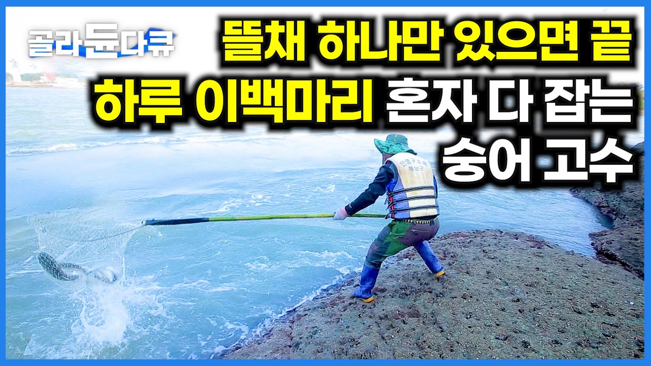 숭어도 돈도 몰린다! 울둘목에 가만히 서서 다 쓸어담는 뜰채잡이 고수｜한국기행｜#골라듄다큐