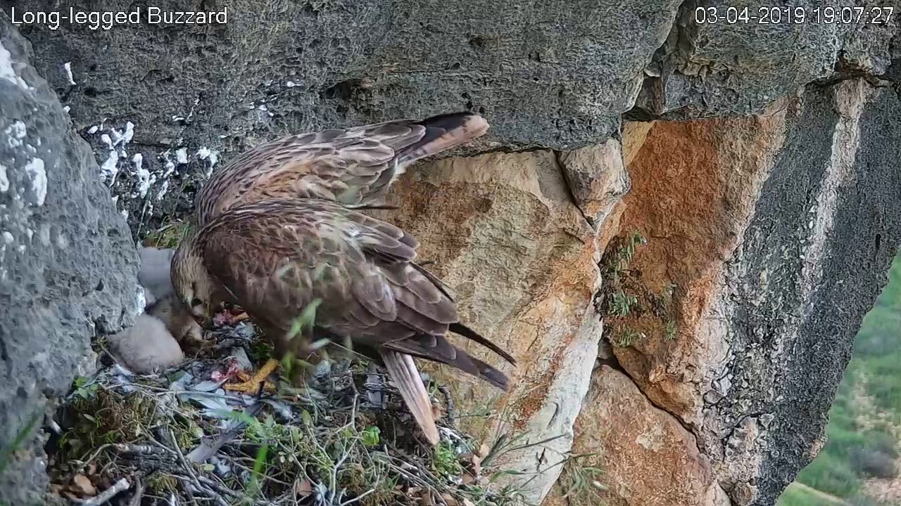 03/04/2019  19:06 Both parents feeding chicks (Long-legged Buzzard, Israel)