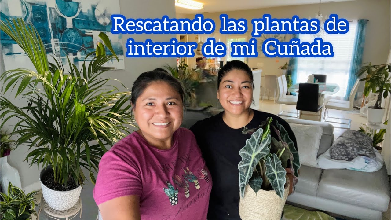 RESCATANDO LAS PLANTAS DE INTERIOR DE MI CUÑADA mira que hermosas quedaron