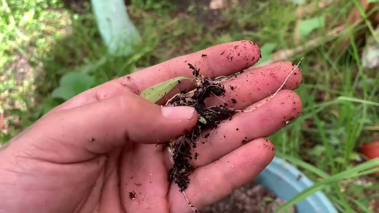 Cuidados de utricularia longifolia/PLANTAS CARNÍVORAS
