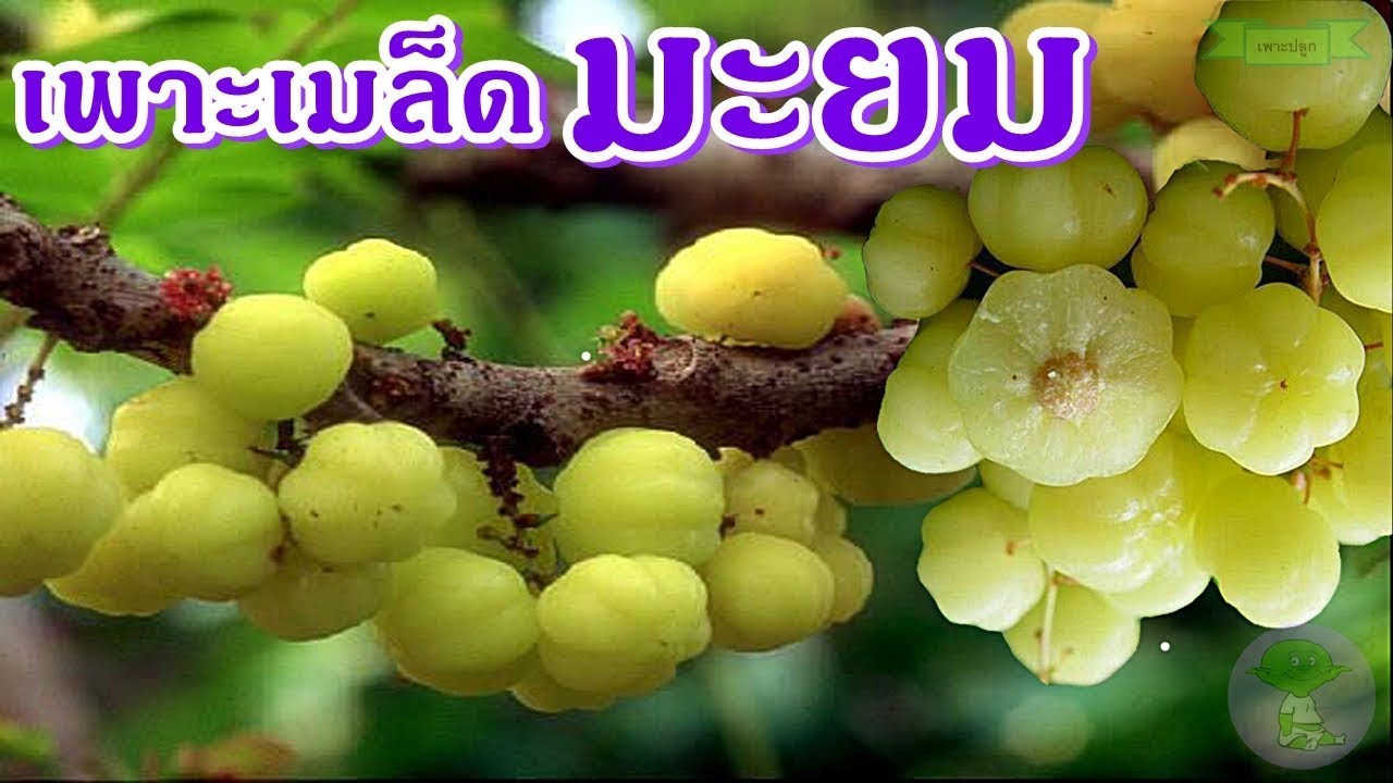 Phyllanthus acidus  | วิธีเพาะเมล็ดมะยม ปลูกง่าย ขึ้นง่าย