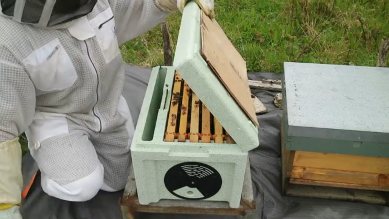 How To Transfer A Nuc Of Honeybees Into A Beehive Beekeeping UK 2024