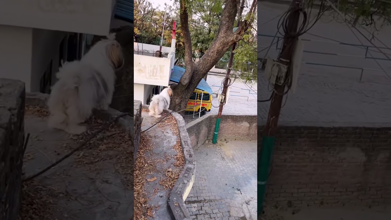 hamari Piddii bnii CID #babydoge #funny #theshibedoge