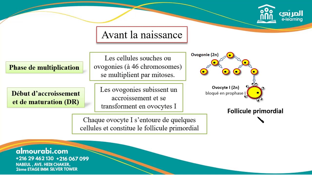 Bac Sciences : SVT - L'ovogen&egrave;se expliqu&eacute;e simplement | R&eacute;vision compl&egrave;te