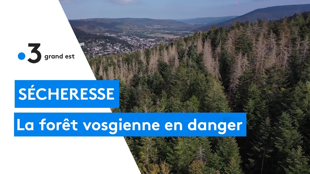 S&eacute;cheresse et scolytes mettent les for&ecirc;ts vosgiennes en danger