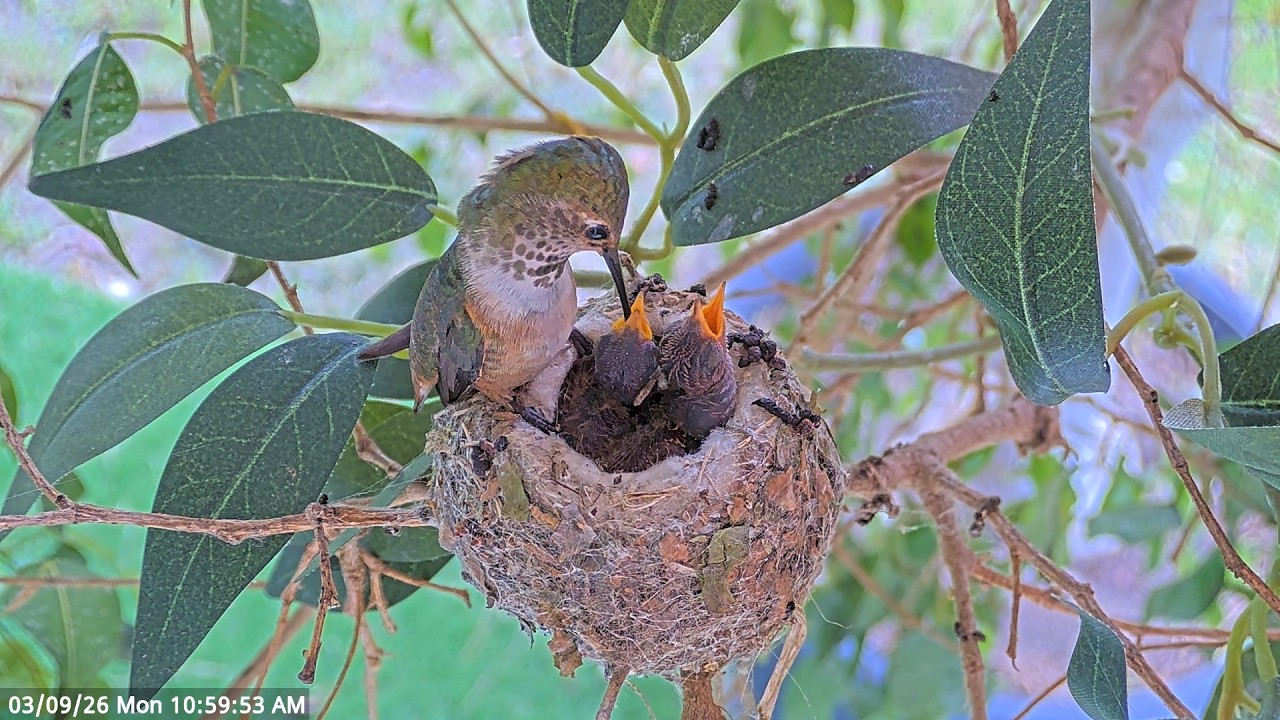 Allen’s Hummingbird Lily Feeding Her 8 & 9 Day-Old Chicks — Growing Fast! #babyhummingbirds #nest