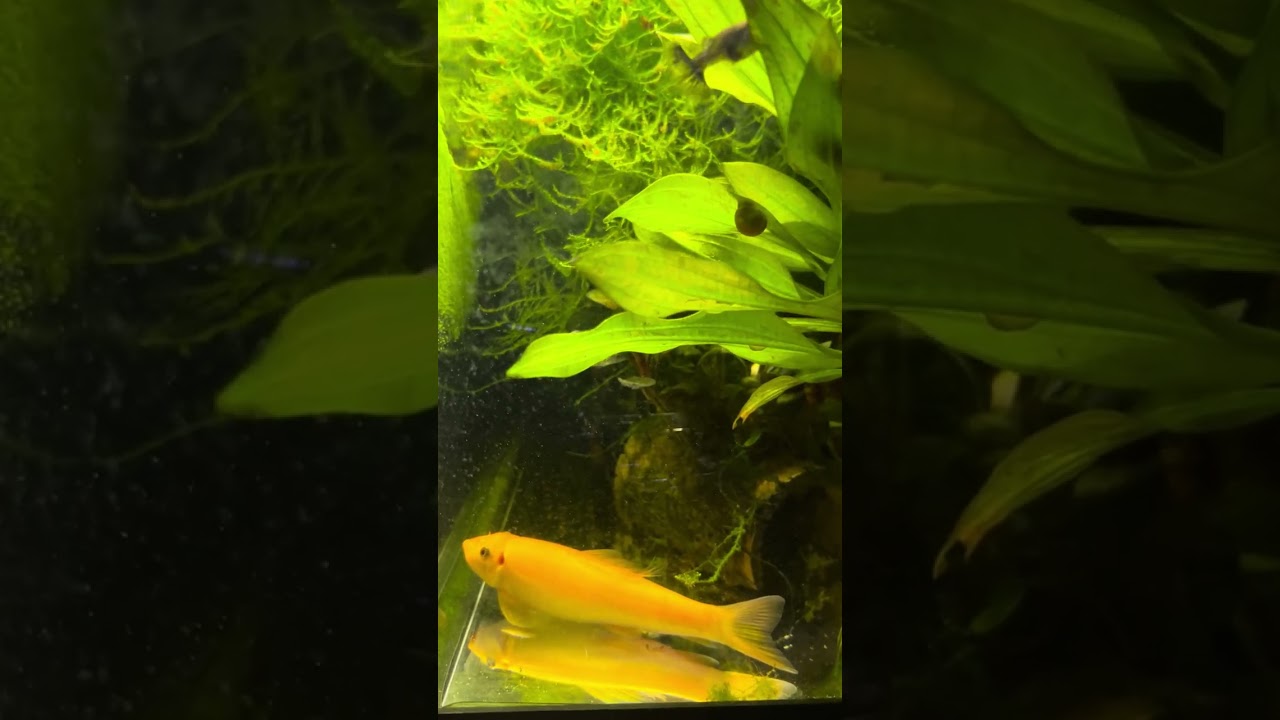 Java Moss SWAMP tank with Golden Chinese Algae eater 