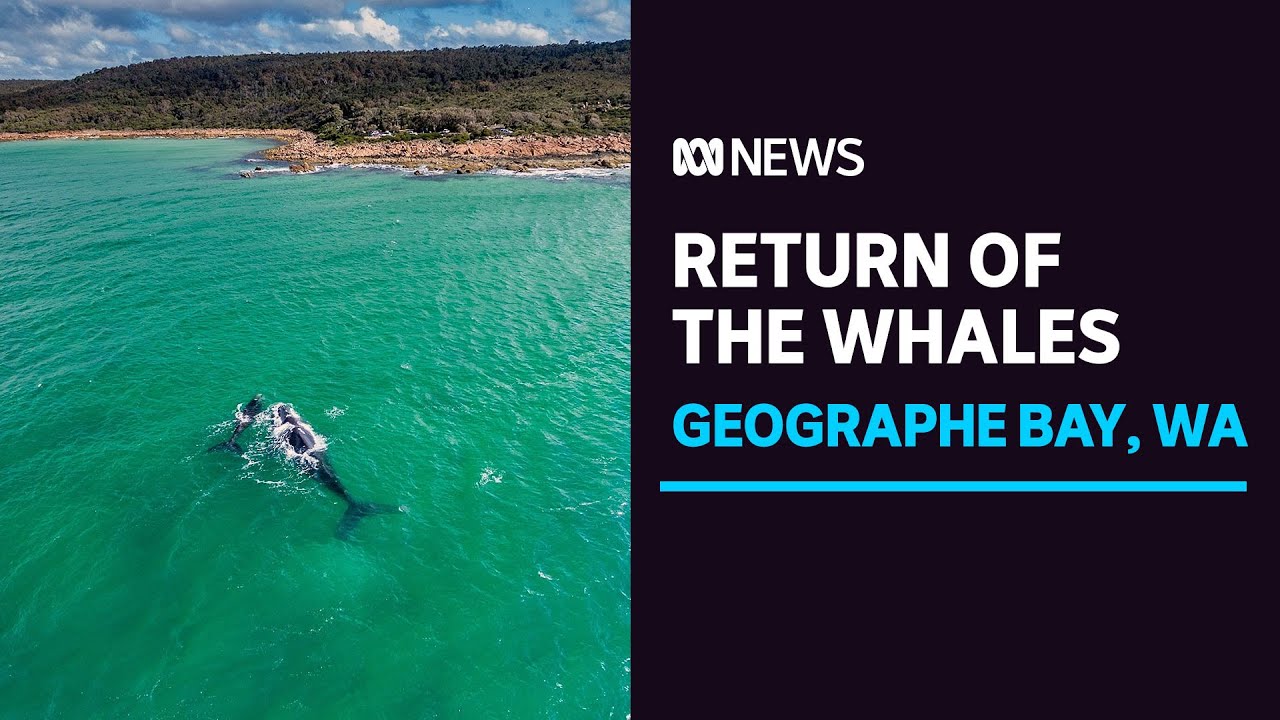Almost hunted to extinction, whales have been returning to Western Australia's coast | ABC News