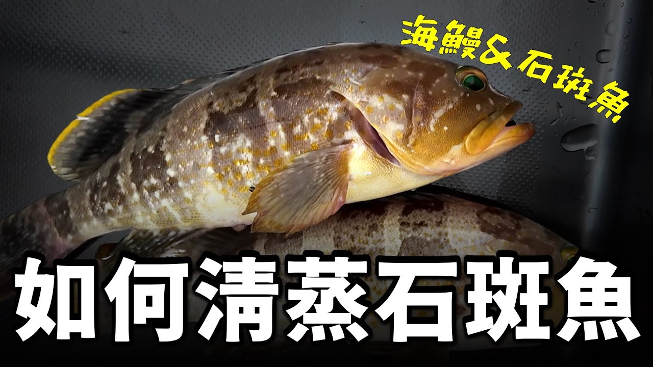 你知道石斑魚會跟 ⚫⚫⚫ 去打獵嗎？ 抓一隻澎湖最常見的石斑魚，來做到過年必吃的「清蒸魚料理」