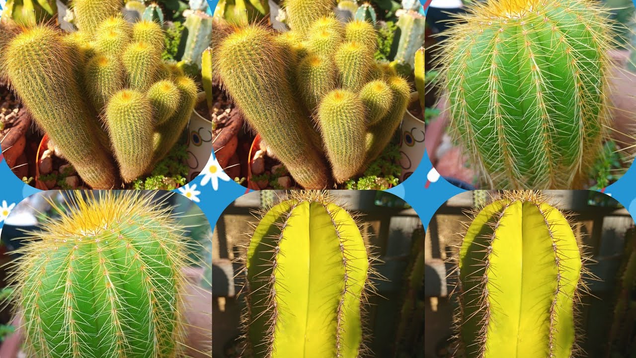 Cactos Amarelados: Porque os Cactos ficam Amarelados?