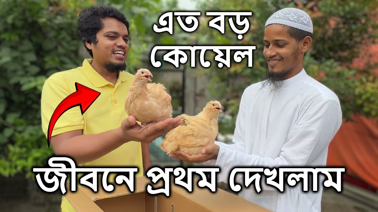 এত বড় কোয়েল জীবনে প্রথম দেখলাম