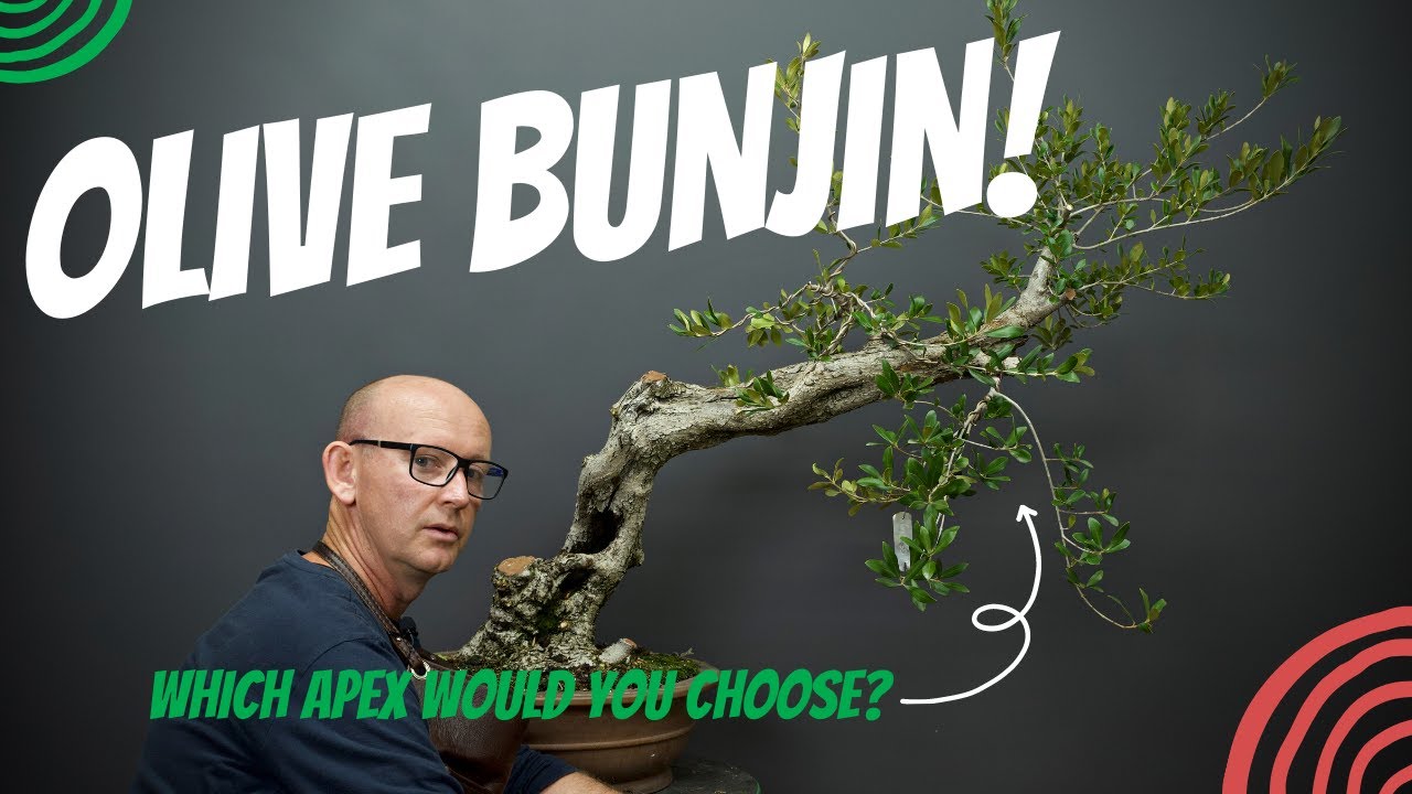 Which apex on this wild olive bunjin?