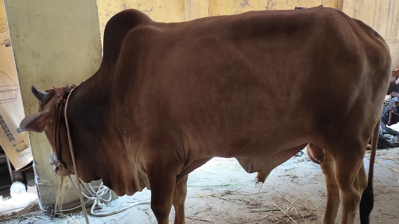 কোরবানি গরু কিনা ভিডিও ২০২৫ শাহজাহানপুর হাট খালুর গরু,কে কতোতে গরু কিনেছে Qurbani goru cow kina vlog