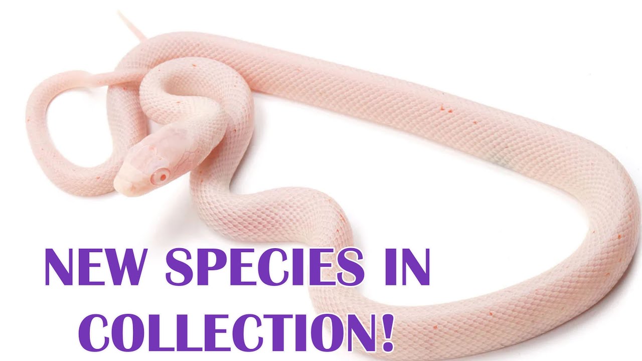PALMETTO CORN & BAMBOO RAT SNAKES!