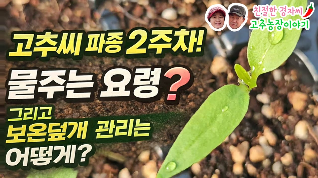 고추씨앗 파종 후 2주차! 물주는 요령 및 보온덮개 덮는 시간, 관리방법 알려드려요! (강원도 영월이래요)