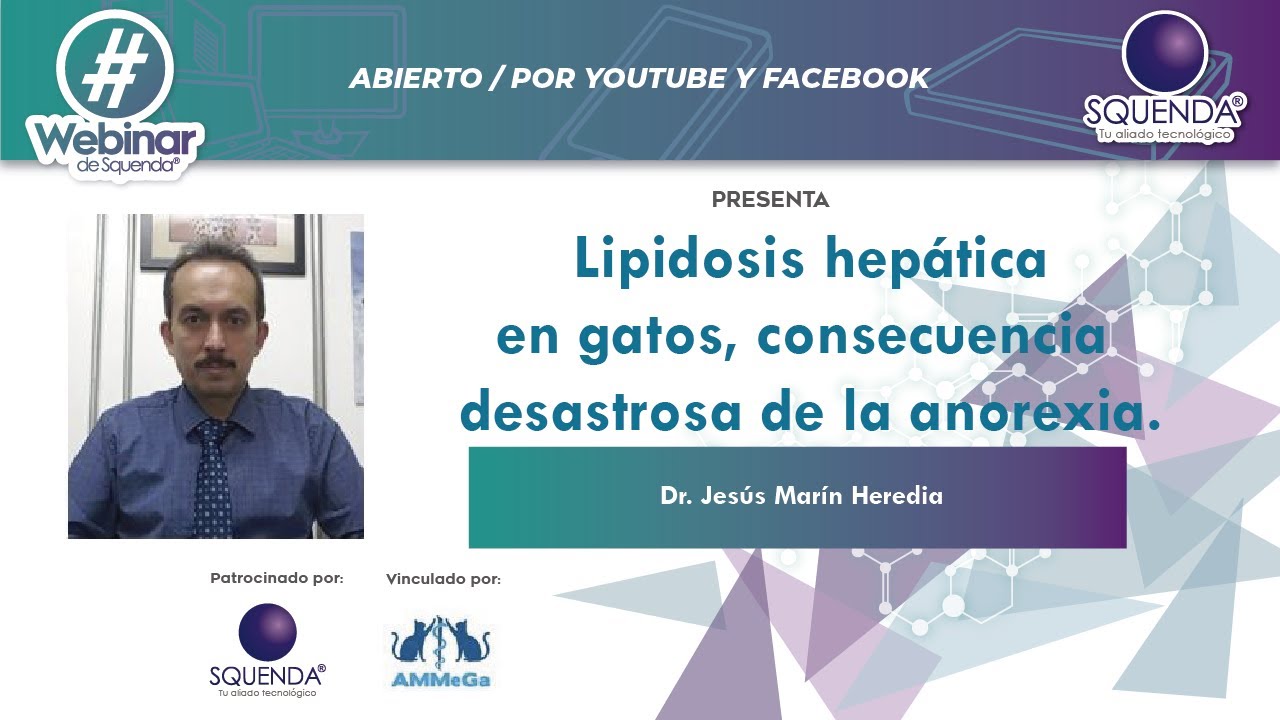 Lipidosis Hepática En Gatos, Consecuencia Desastrosa De La Anorexia - Dr. Jesús Marín Heredia