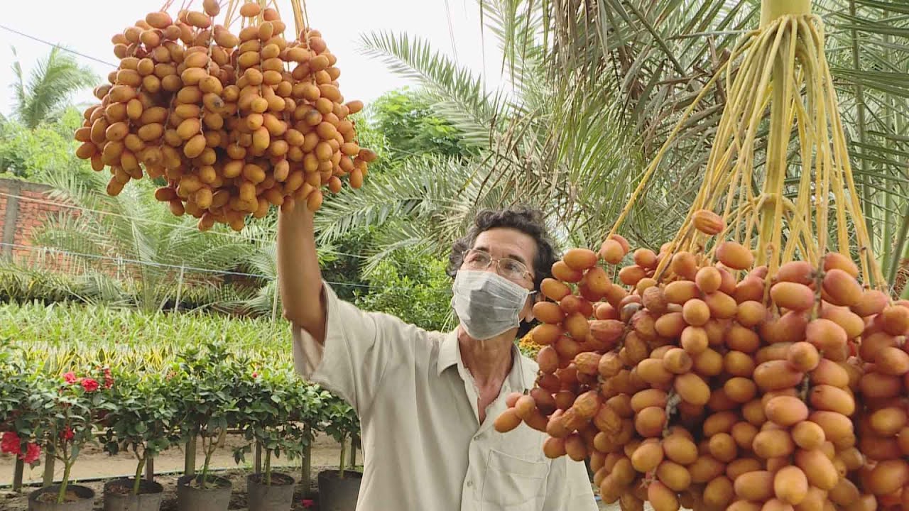Chà là ăn trái, vừa tạo cảnh đẹp, vừa hái ra tiền
