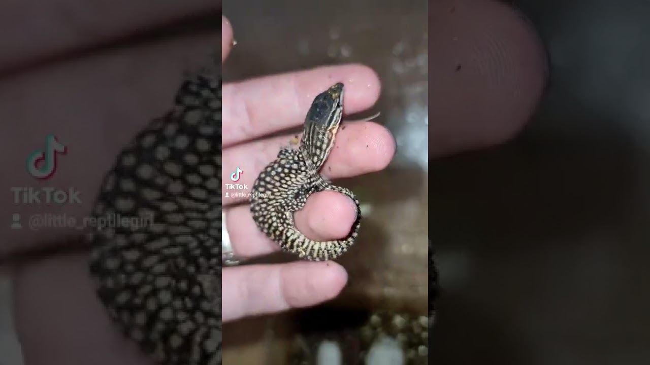 Varanus acanthurus - T&uuml;sk&eacute;sfark&uacute; var&aacute;nusz baby cb. 2022 /Dragon heart breeders/