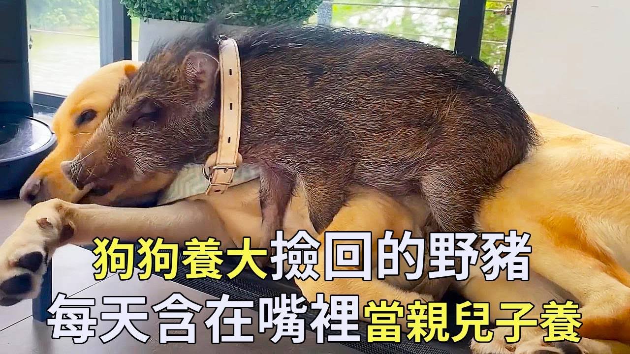 狗狗養大撿回的野豬，天天當親兒子養著，卻差點被豬兒子壓倒！【小奶狗觀影】