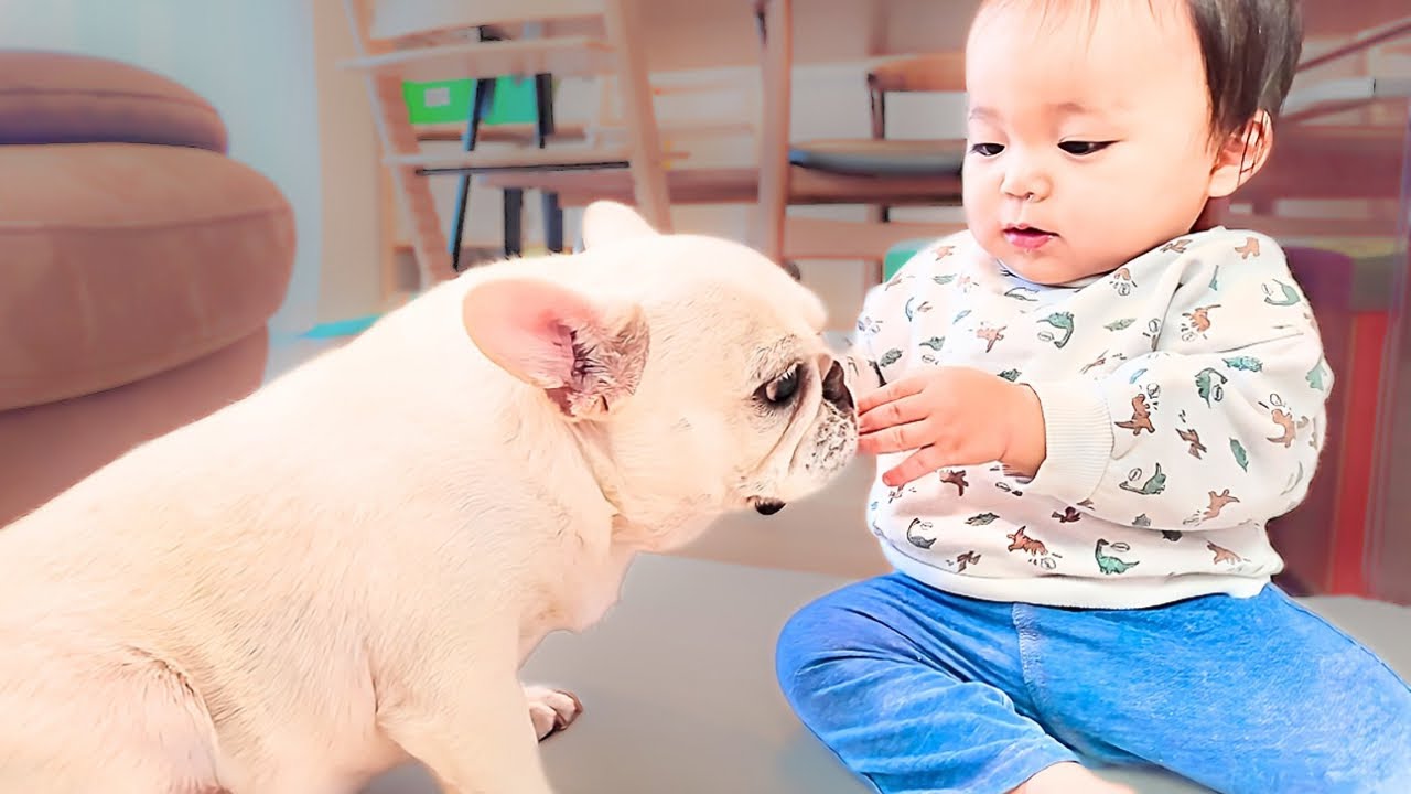 しつこく顔を触ってくる赤ちゃんを愛犬が怒ったらこうなりました…