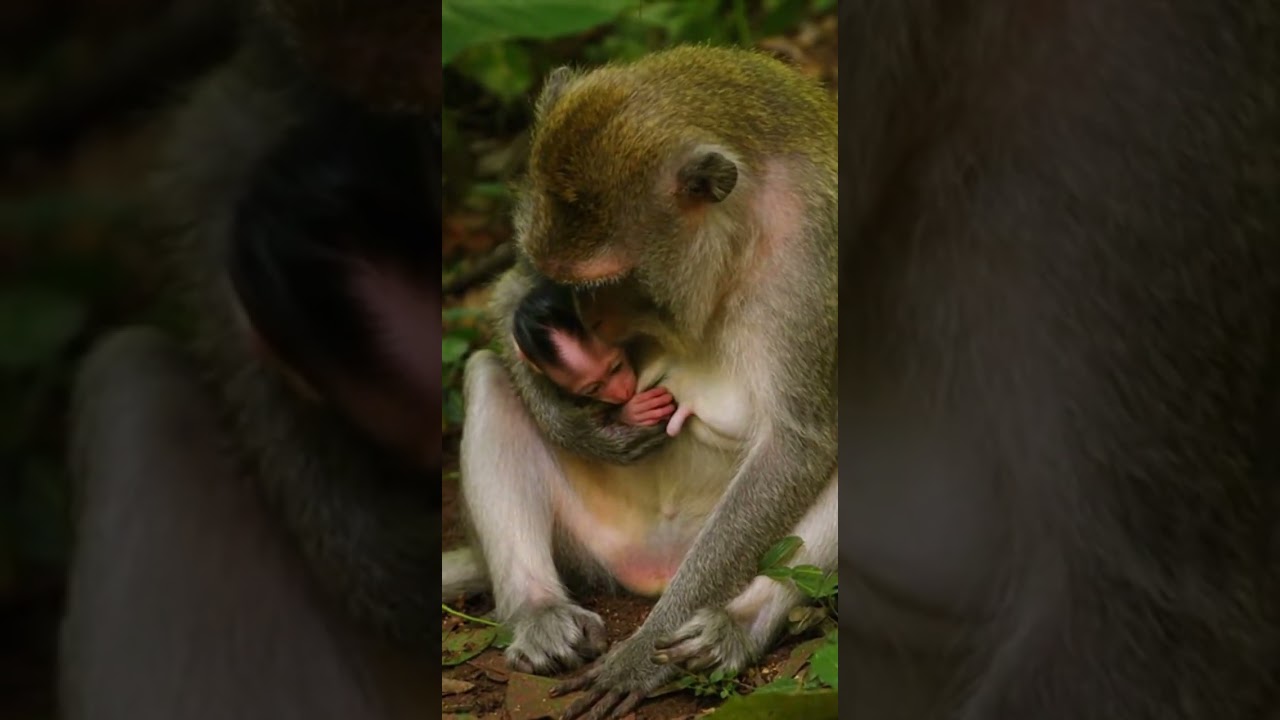 #animallife #cute #monkey #monkeymonkey
