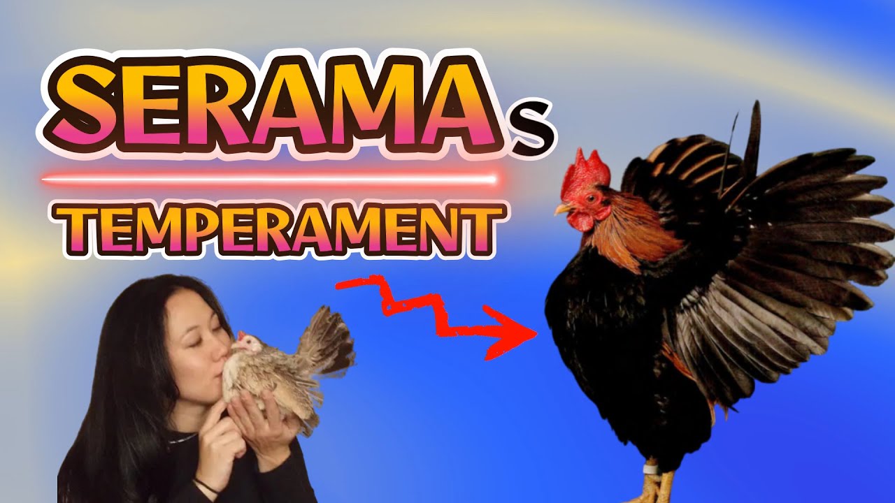 serama chickens characteristics and temperament