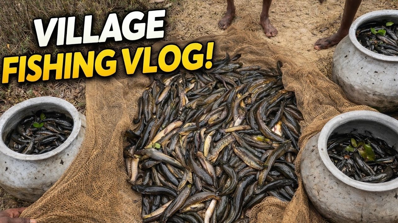 गांव में मछली पकड़ने का वीडियो|| Village Fishing Video || Fishing || Fishing Vlog || #fishing #fish 