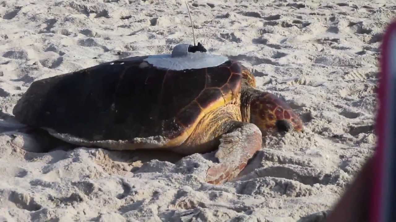 6th Annual Tour de Turtles