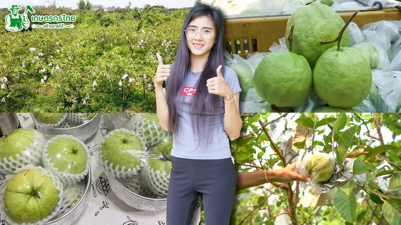 พาชมสวนปลูกฝรั่งกิมจูสองพี่น้อง สร้างรายได้สูงสุด 40,000 บาท/เดือน l  ชมสวนเกษตรกรไทย Ep148