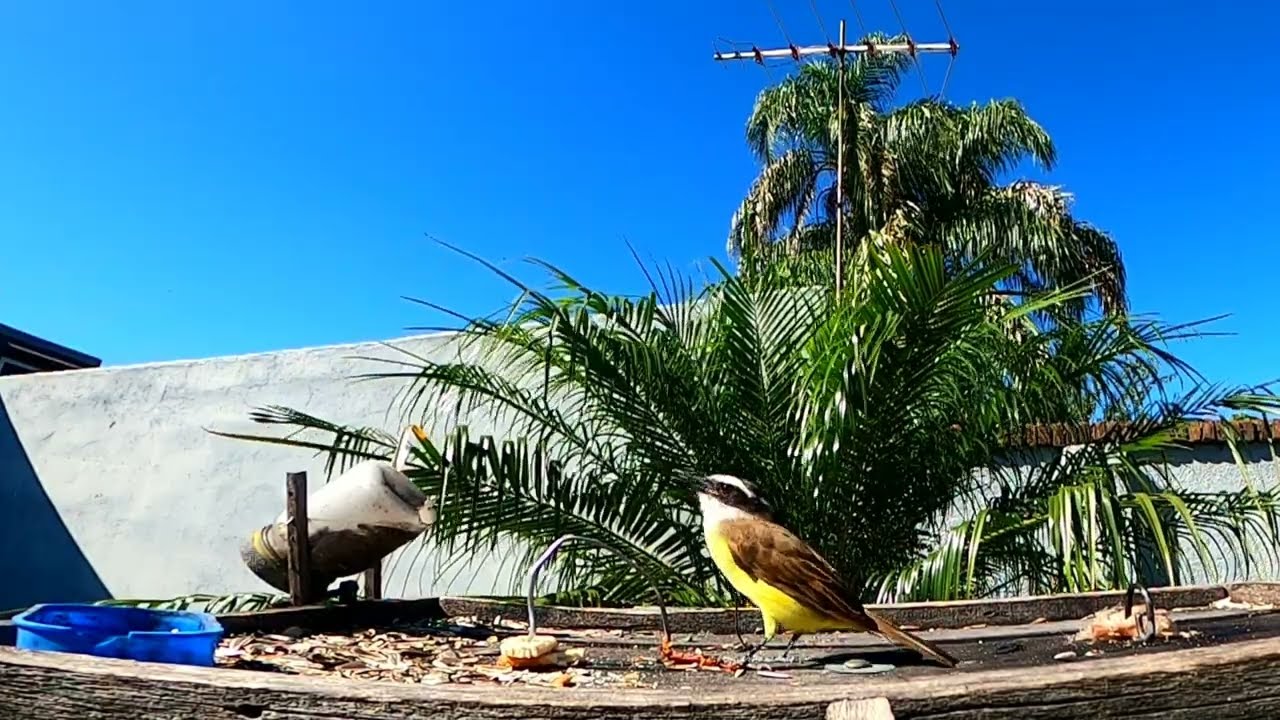 COMEDERO DE AVES: PELEITAS Y PALOMA GLOTONA