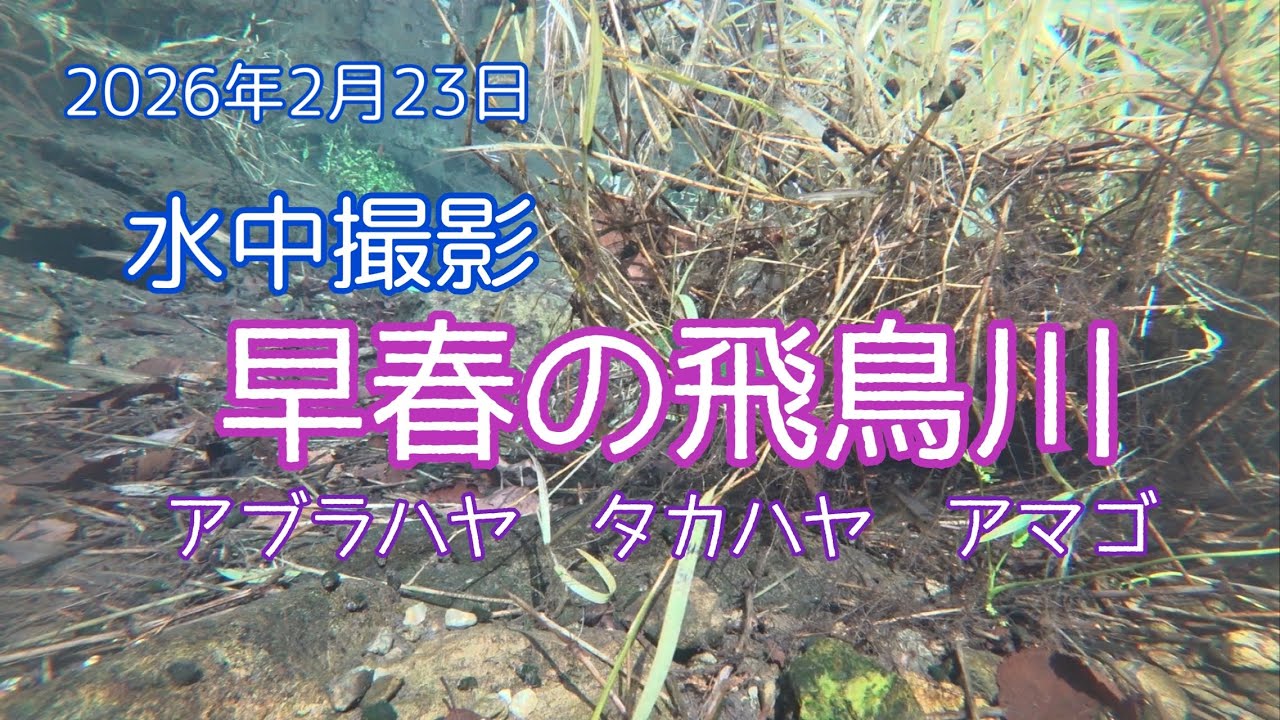 2026年2月23日　早春の飛鳥川　たくさんの小魚たち