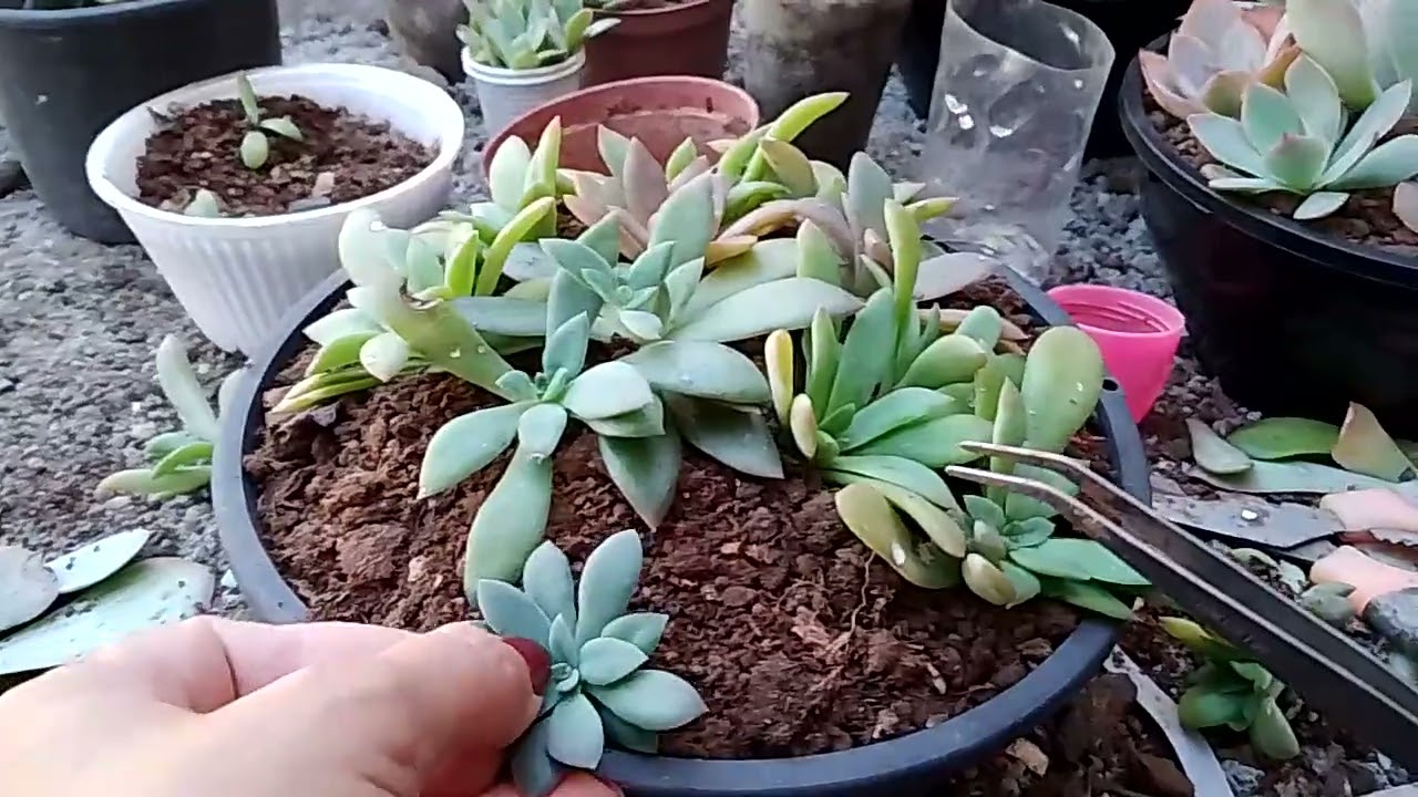 Suculenta que pouco se vê 🥰🌺#suculentas #arranjofloral #plantas #replante #jardim #fyp #foryou 