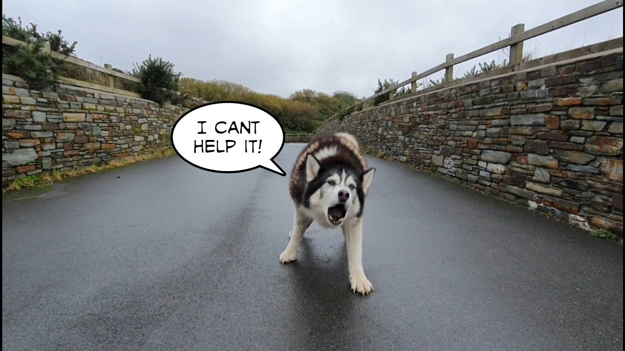 See what happens to this Dog when he gets to a Bridge