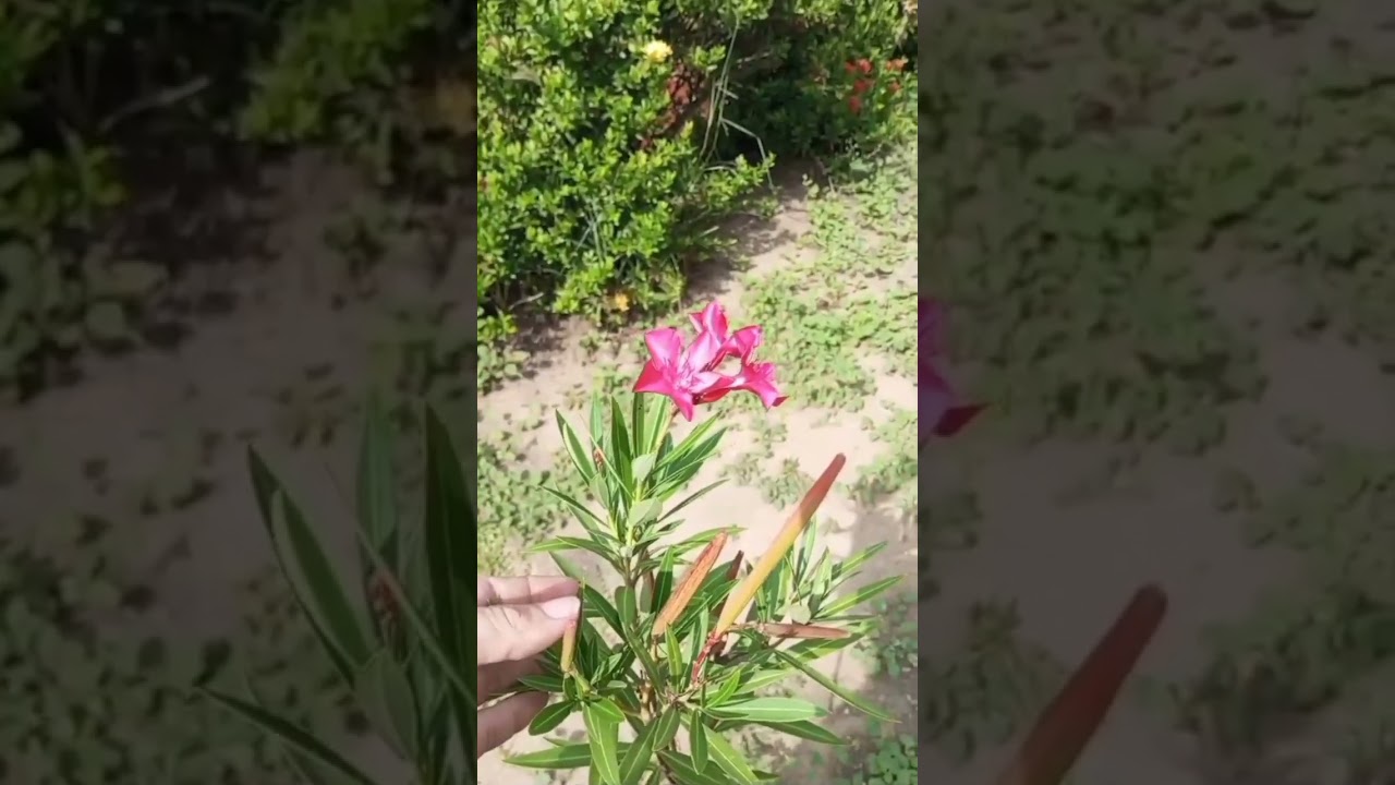Arbusto Berberia Fucsia