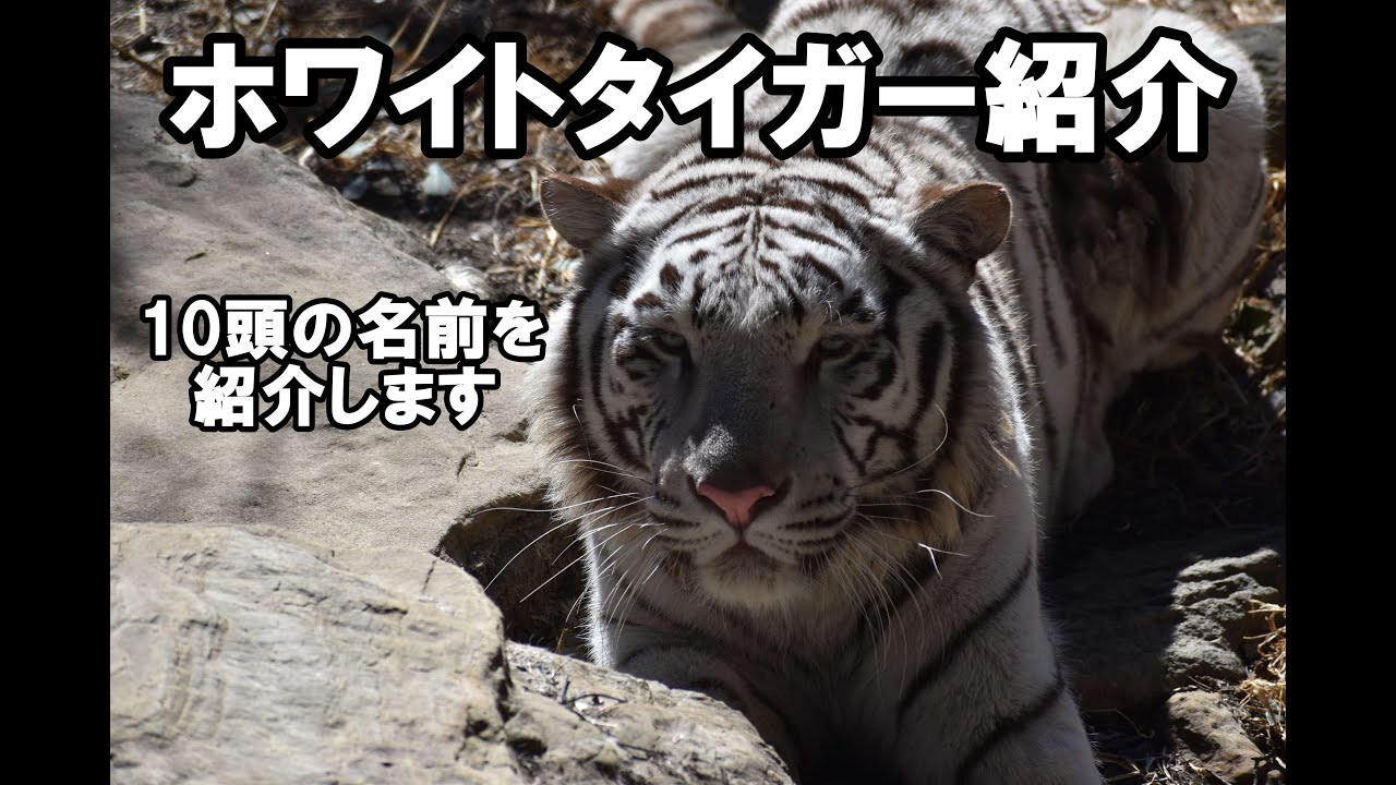 ホワイトタイガー【 ホワイトタイガー 】【 群馬サファリパーク 】